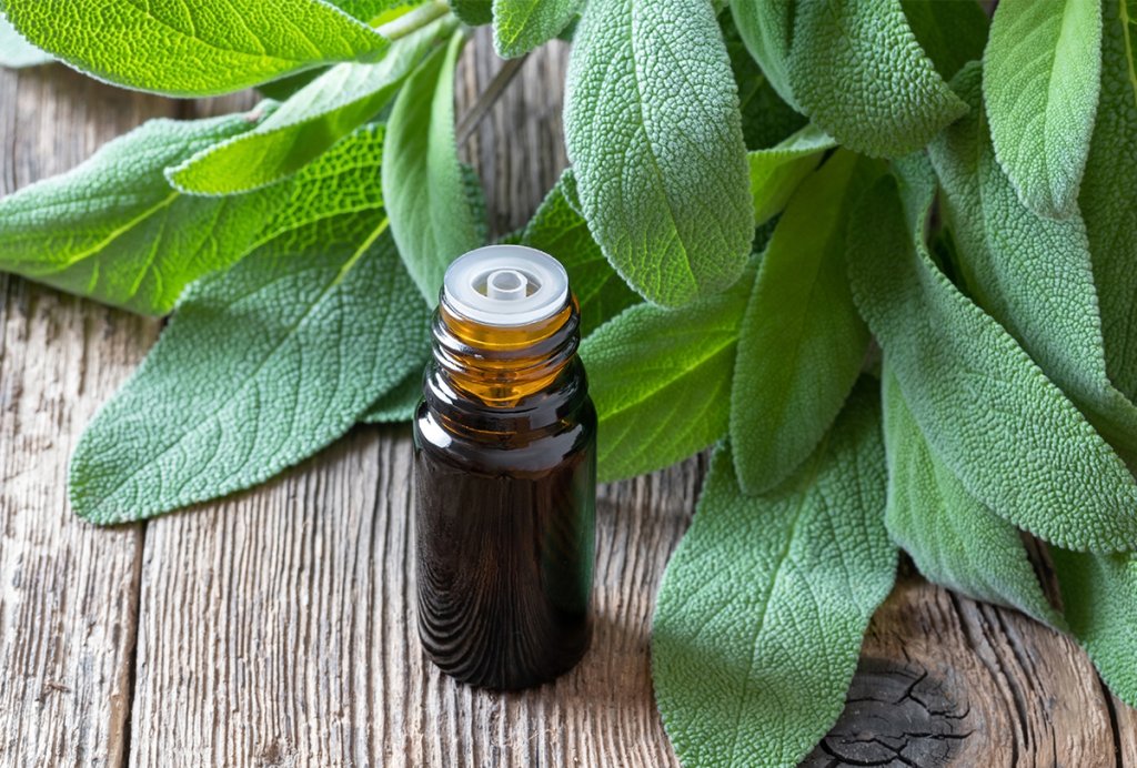 Sage benefits for healthy hair and scalp