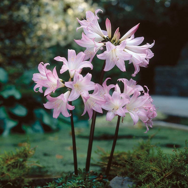 Naked Lady Amaryllis Belladonna bulbs ready for planting
