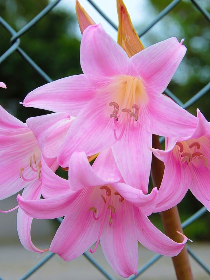 Pink Amaryllis Belladonna Naked Lady flowers blooming