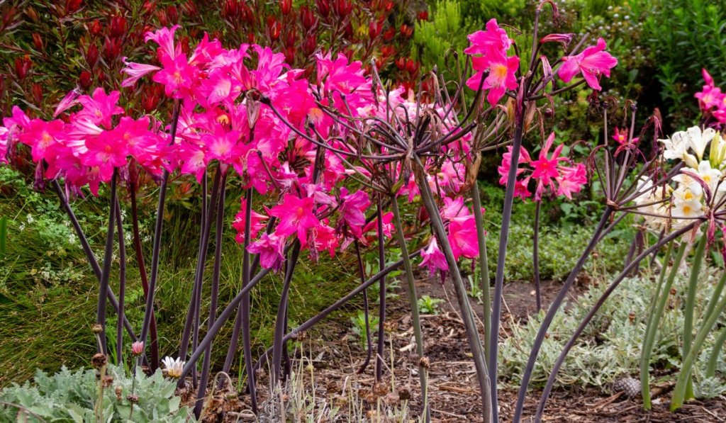 Pink Amaryllis Belladonna blooming in garden setting