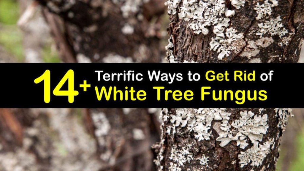 How to get rid of white tree fungus powdery mildew