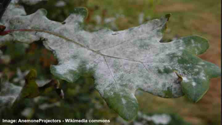 Powdery mildew on plant leaves treatment guide