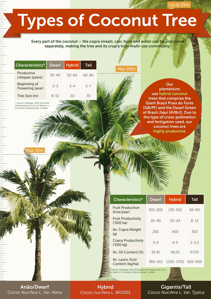 Different types of coconut trees infographic