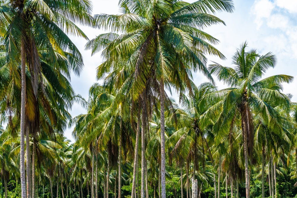 Wide varieties of coconut palm plants