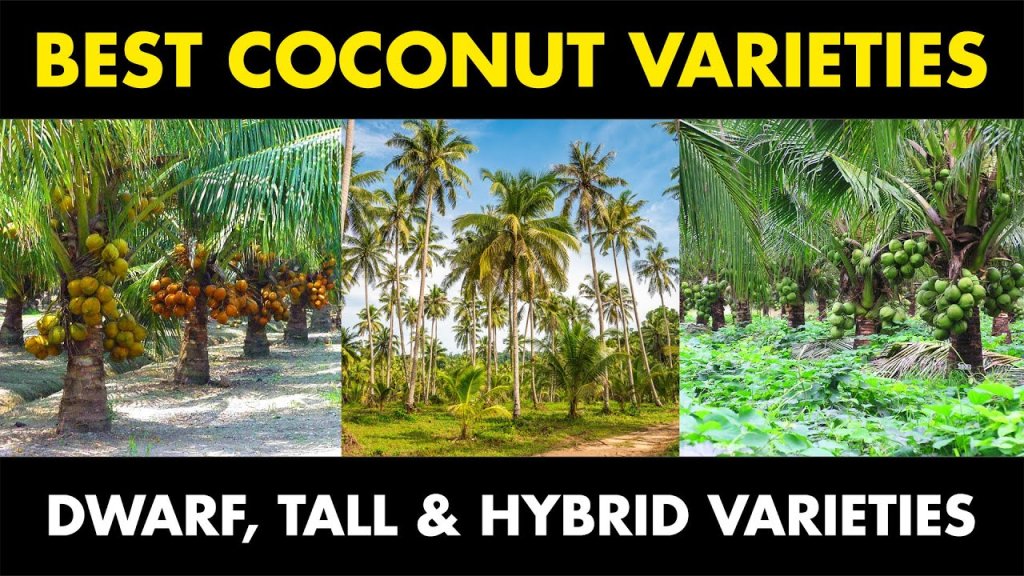 Coconut varieties comparison chart