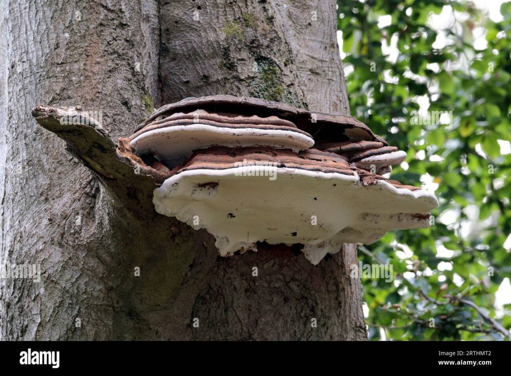 Shelf or bracket fungi growing on the sides of a tree trunk