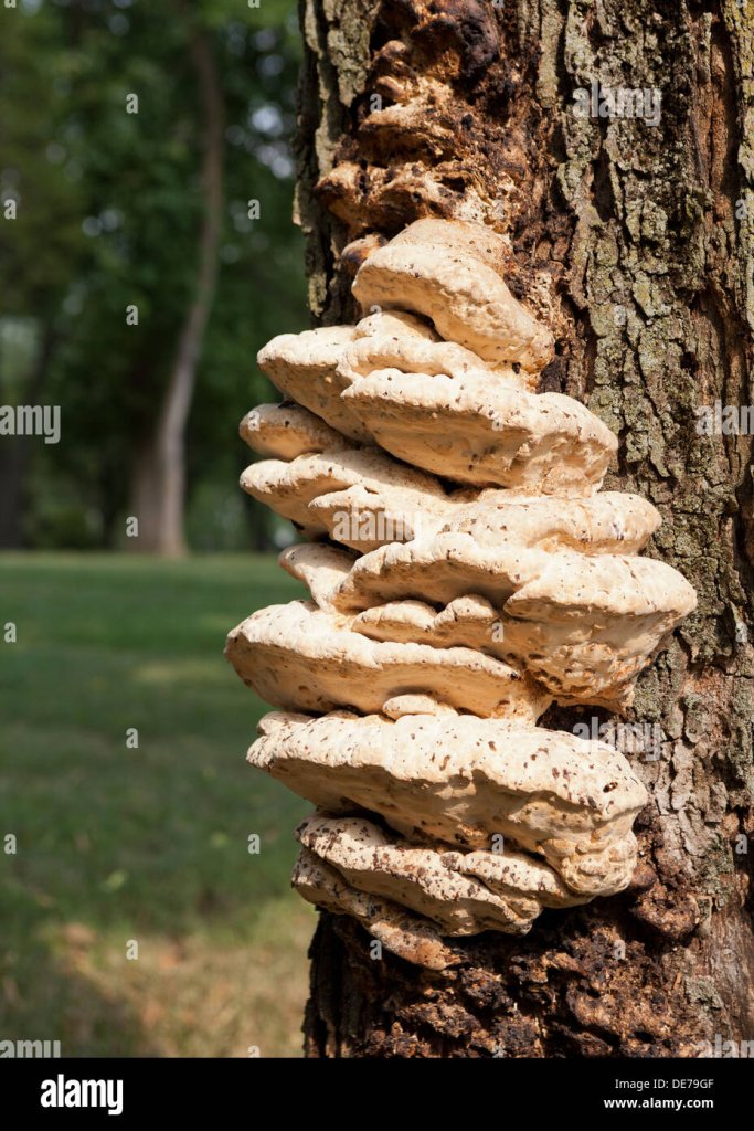 Bracket fungi growing on maple tree trunk