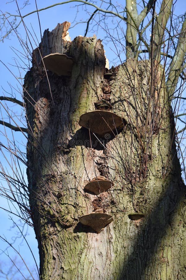 Bracket fungus growing on tree trunk close up