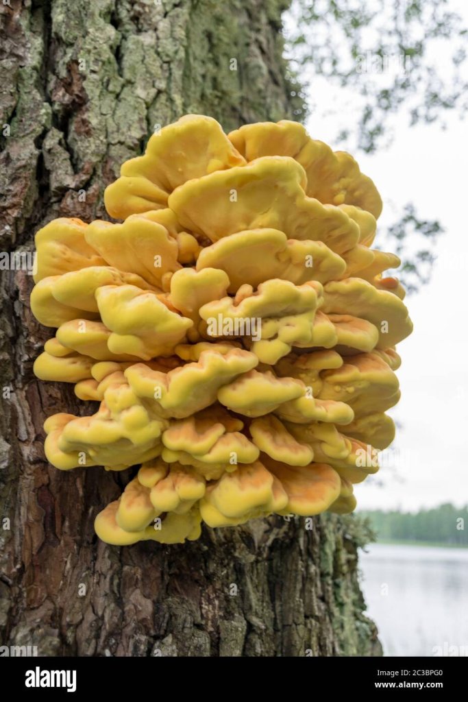 Chicken of the woods Laetiporus sulphureus bracket fungus on tree
