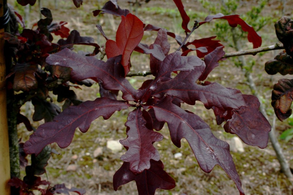 Purple English Oak Quercus robur Purpurea tree