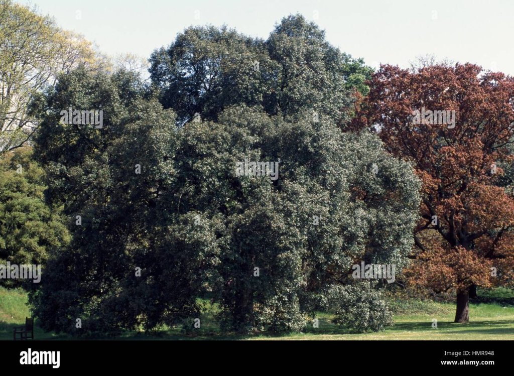 Purple leaved oak Quercus robur purpurascens foliage