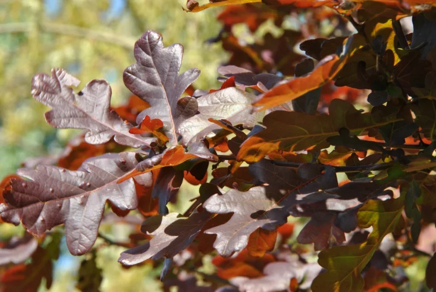 Quercus robur Purpurascens mature tree in landscape