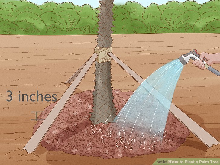 How to plant a palm tree step by step