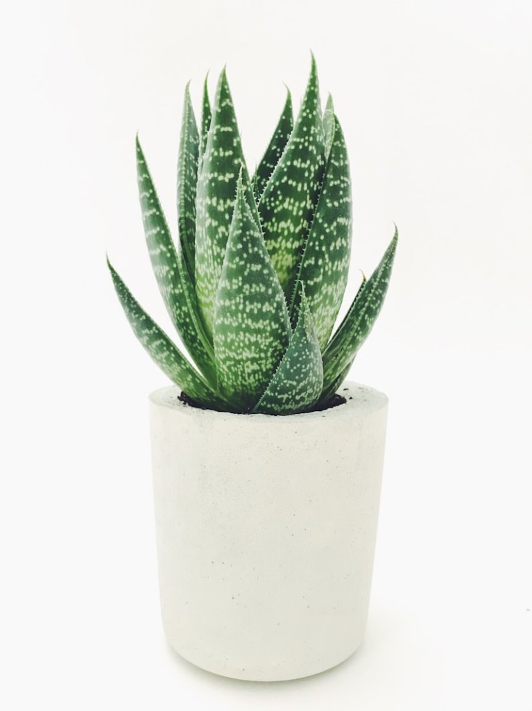Snake plant Sansevieria best indoor plant for oxygen