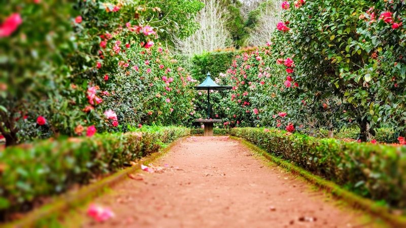 Temperate climate garden with mixed planting