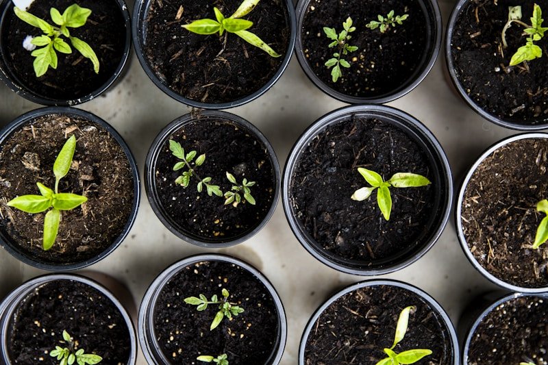 Temperate climate shrubs and small trees