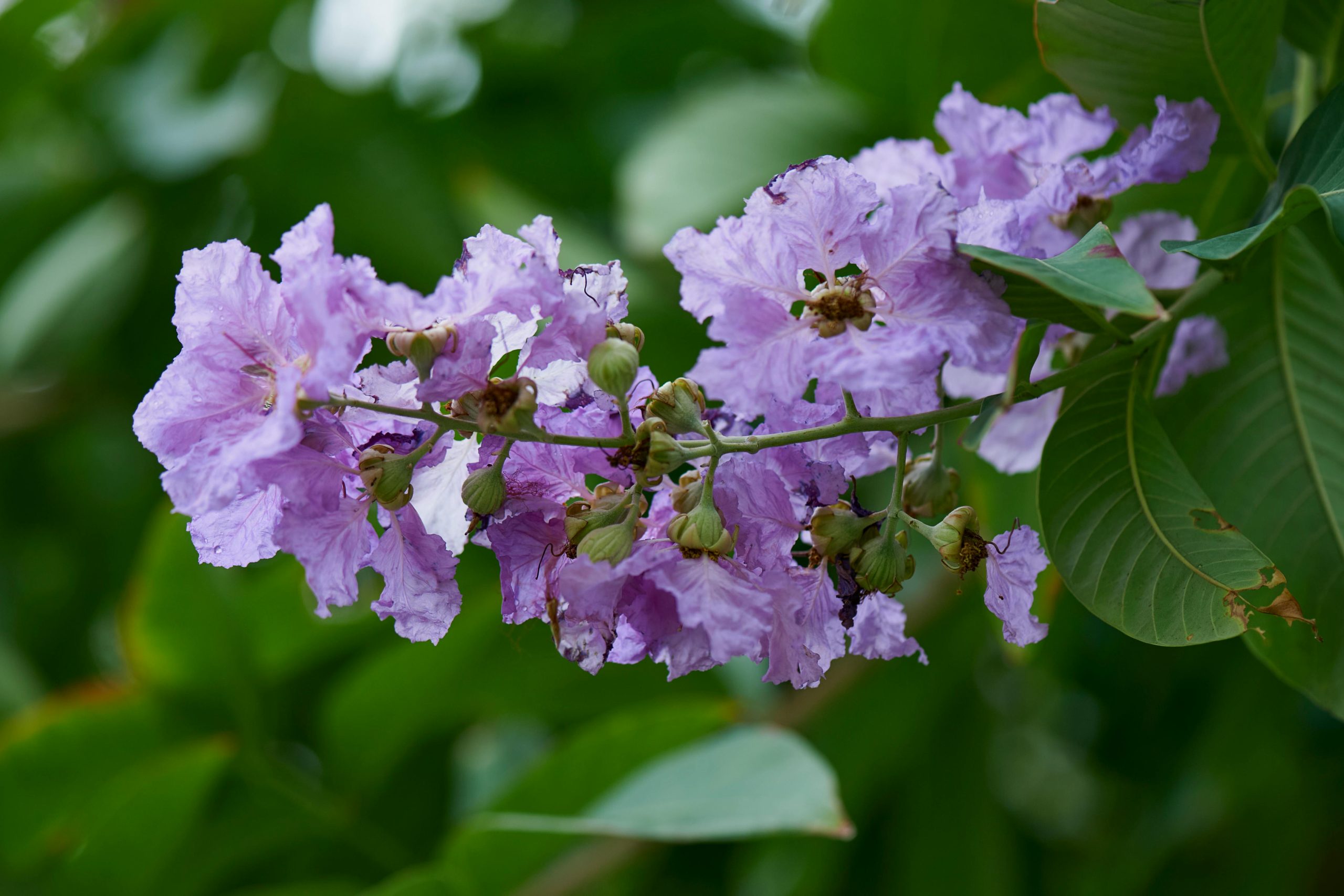 Do Crepe Myrtles Lose Their Leaves Understanding Their Growth Cycle
