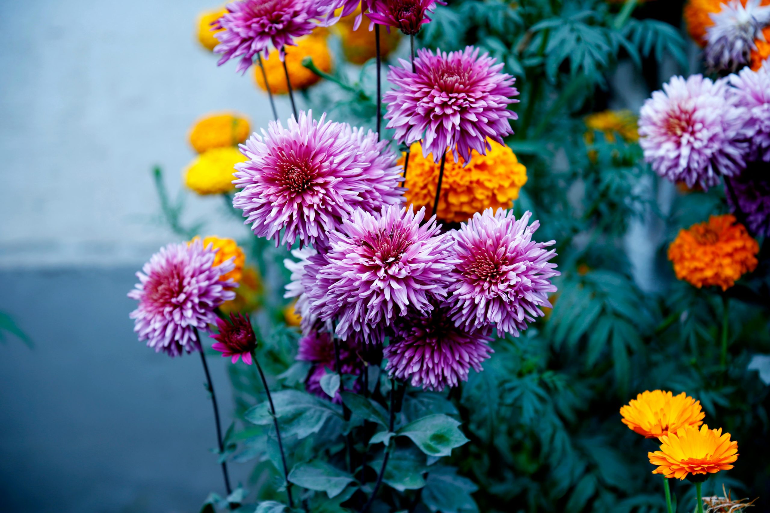 How Much Sunlight Do Flowers Need Tips for Growing Beautiful Flowers