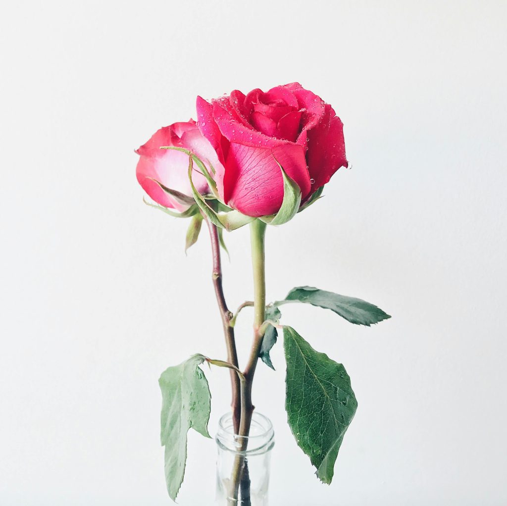 How to Care for Roses in a Vase Tips to Keep Them Fresh Longer