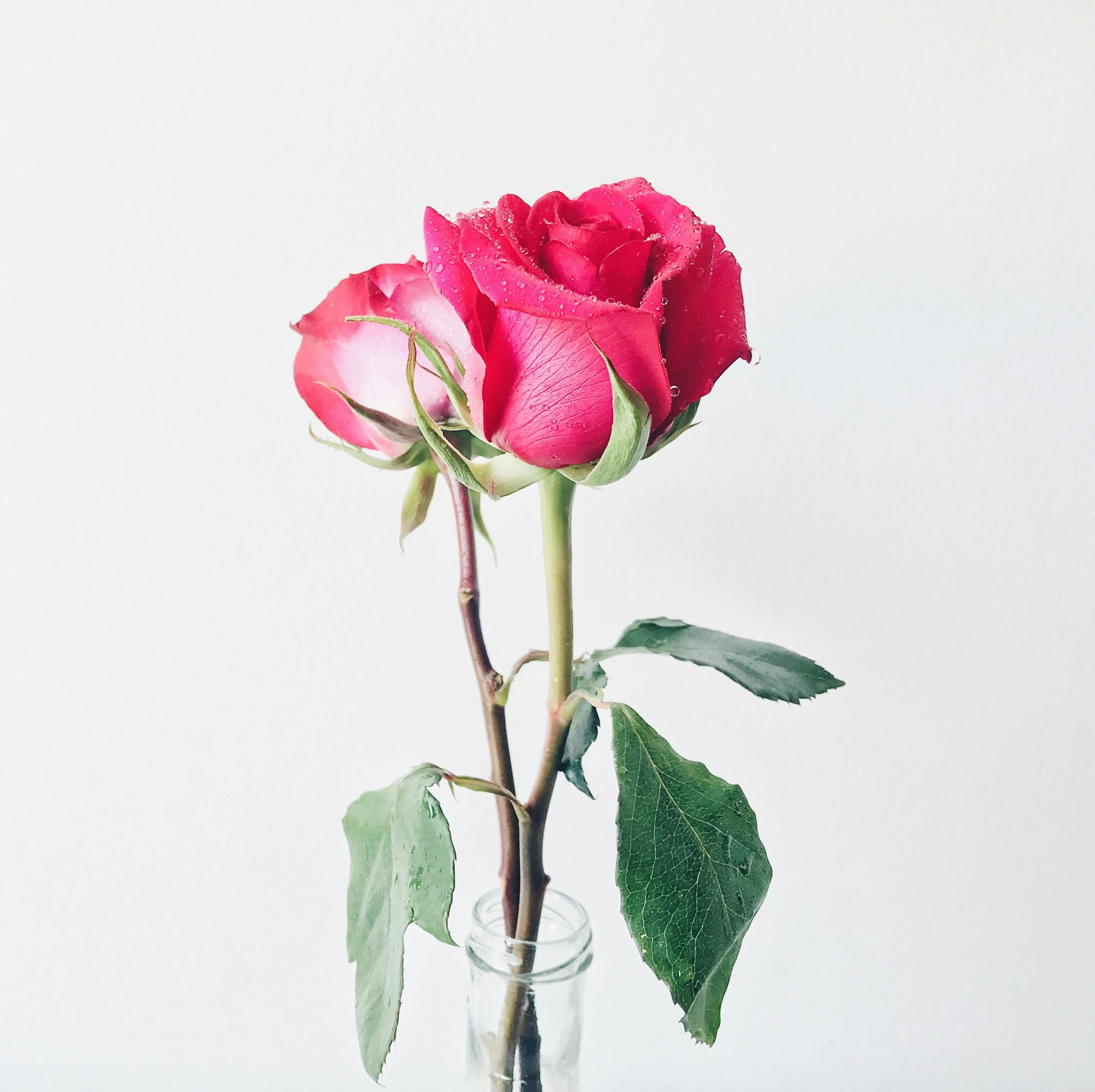 How to Care for Roses in a Vase Tips to Keep Them Fresh Longer