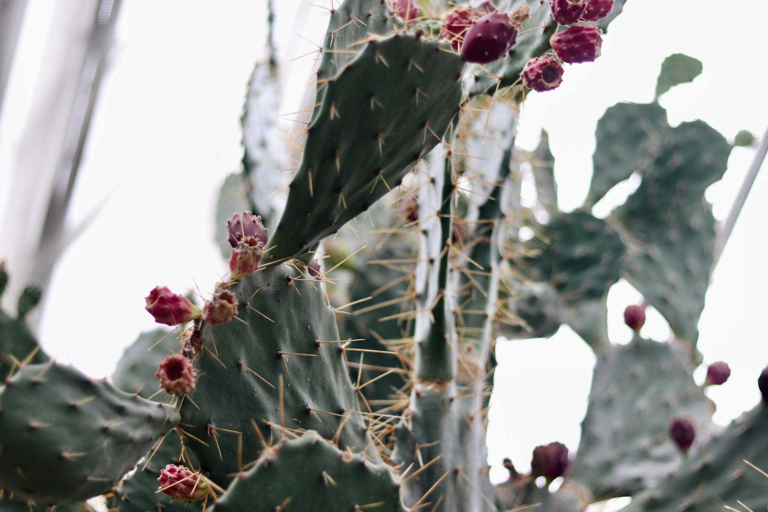How to Grow and Propagate Opuntia in Your Garden A Step-by-Step Guide