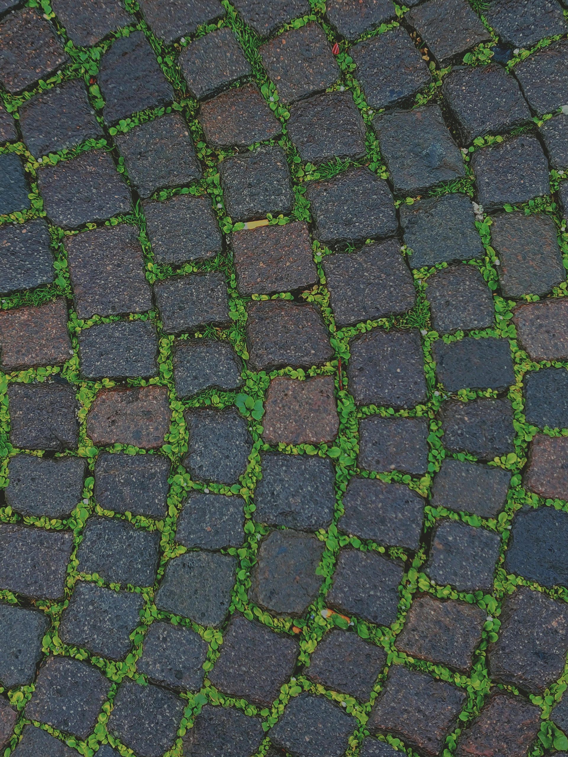 How to Lay Rocks for Landscaping Step-by-Step Guide