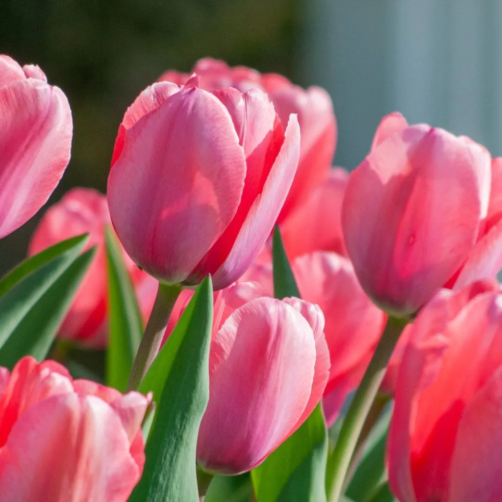 January Flower Guide What Blooms Are in Season This Month