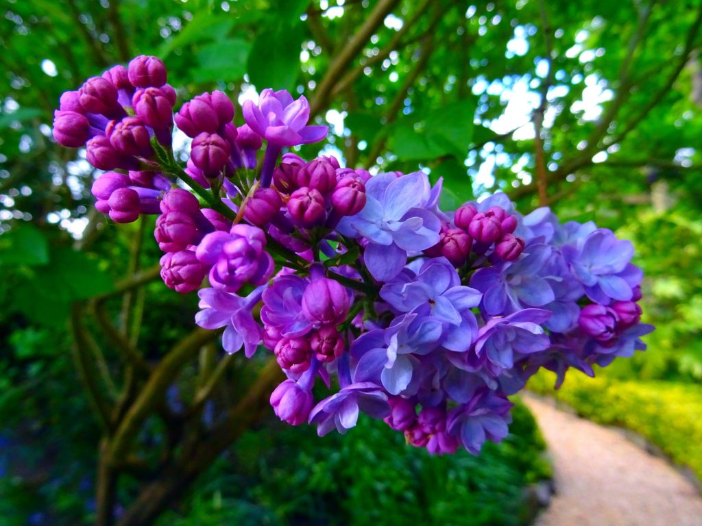 Lilac Benefits Explained Uses, Symbolism, and Garden Value