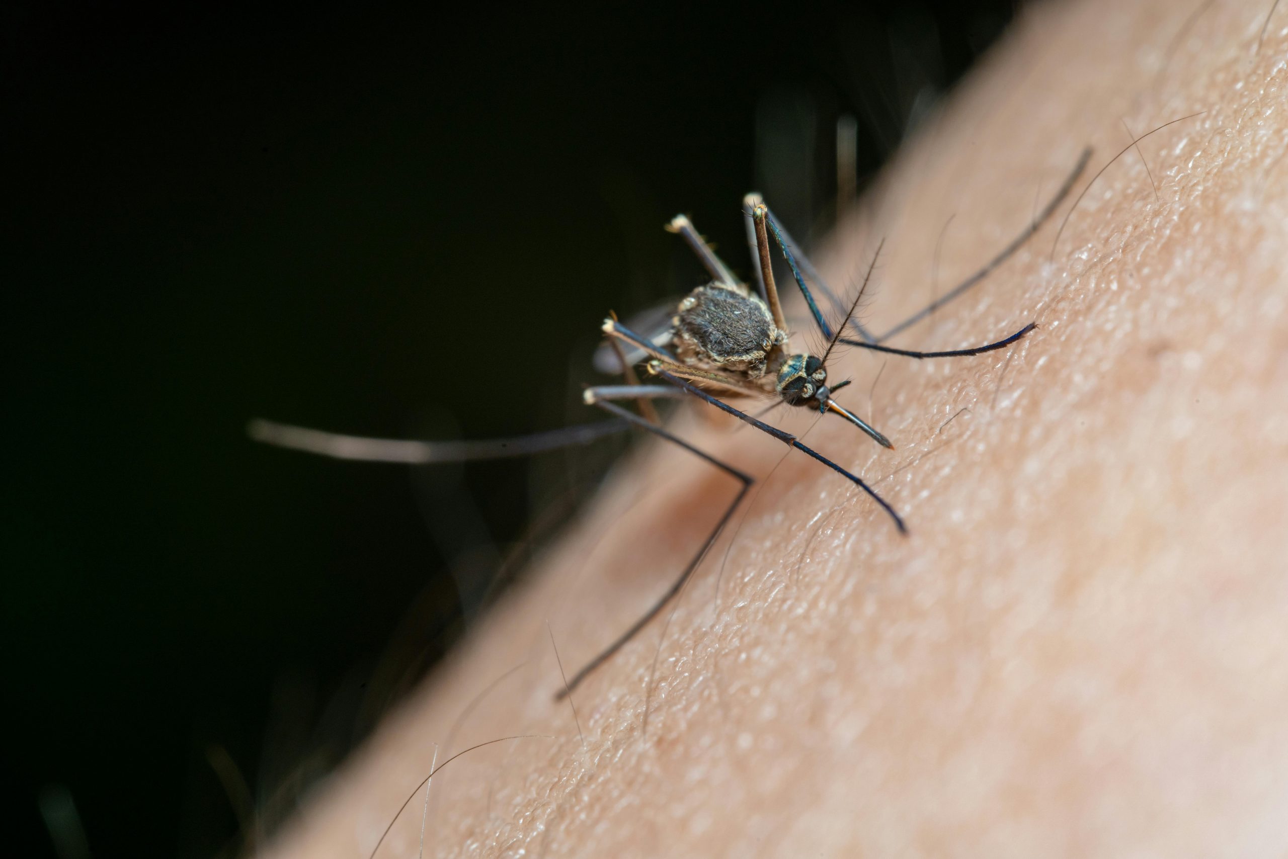 Using Diatomaceous Earth for Fungus Gnats How It Works and How to Apply It