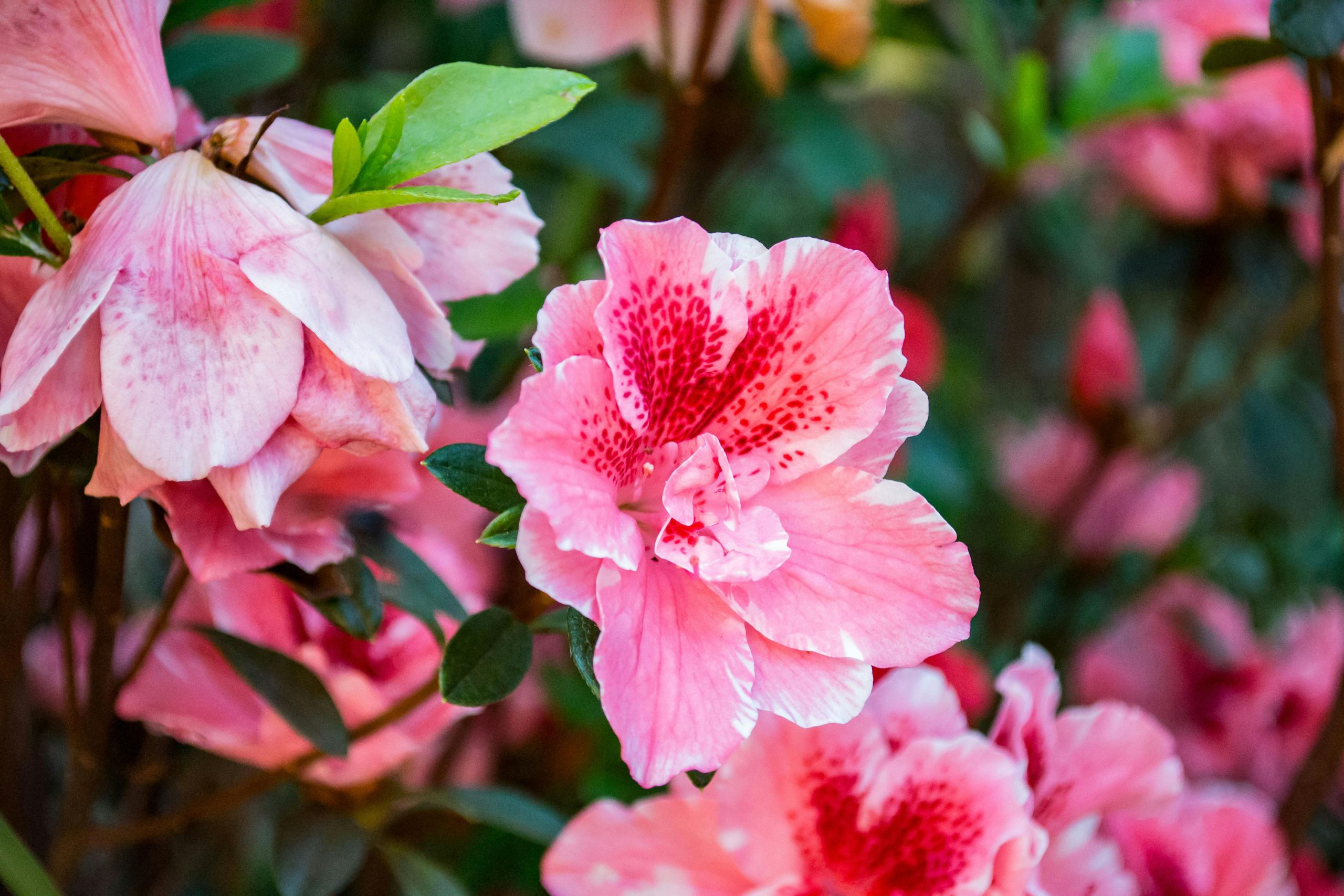 Azalea Bush Care Guide How to Grow Healthy Azaleas