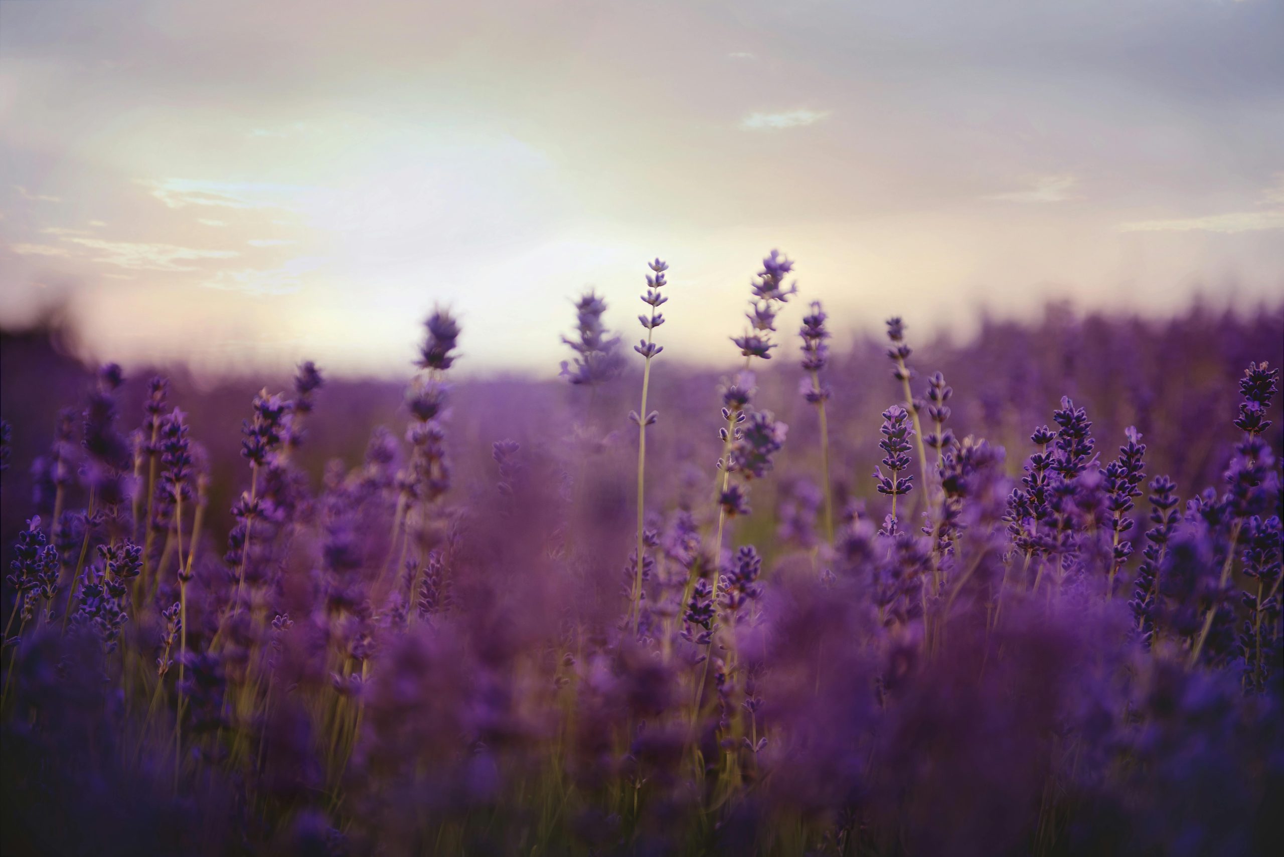 Best Time to Plant Lavender in Texas Hill Country