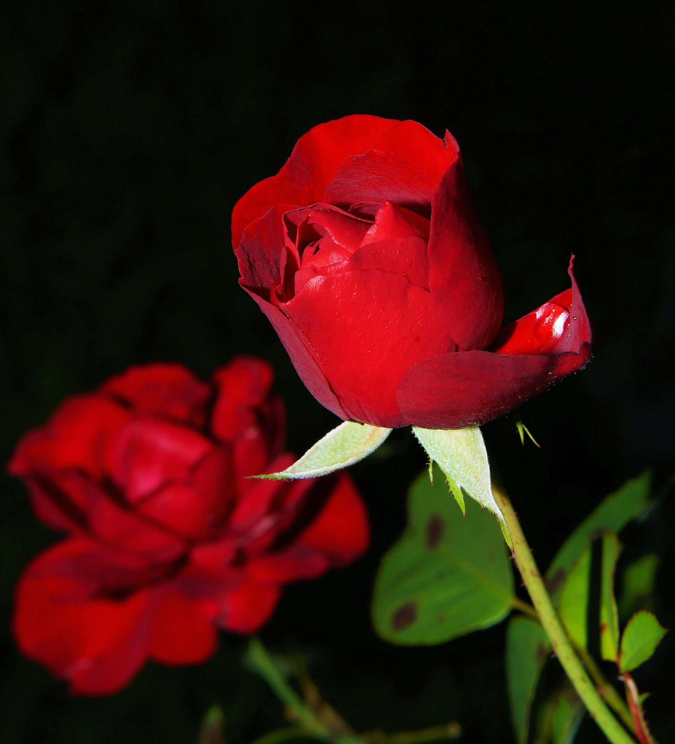 Best Time to Prune Roses in NC for Healthy Blooms