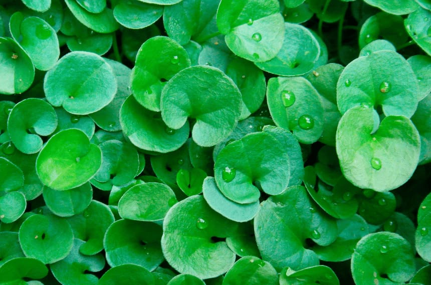 Dichondra Lawn Pros and Cons Is It Right for Your Yard