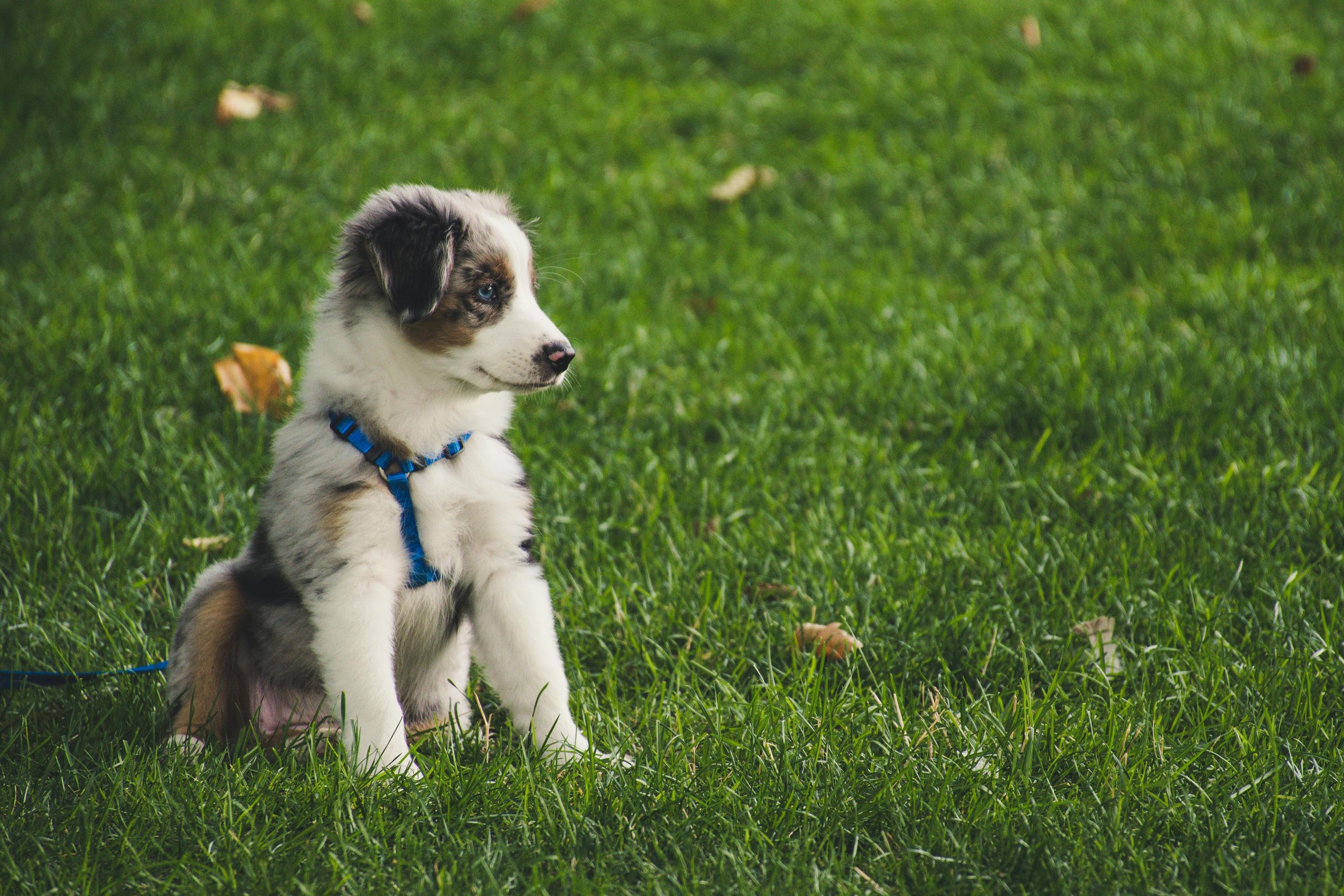 Dog-Safe Plants That Repel Mosquitoes Naturally