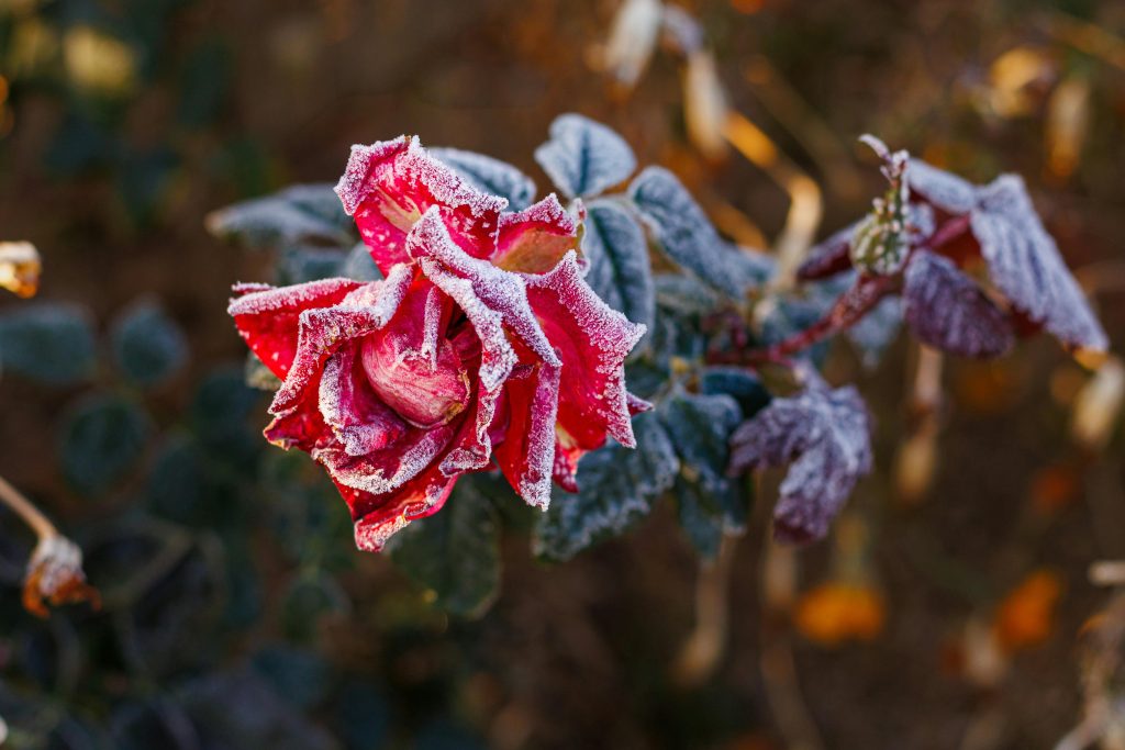 Flowers in Winter Best Winter-Blooming Plants for a Colorful Garden