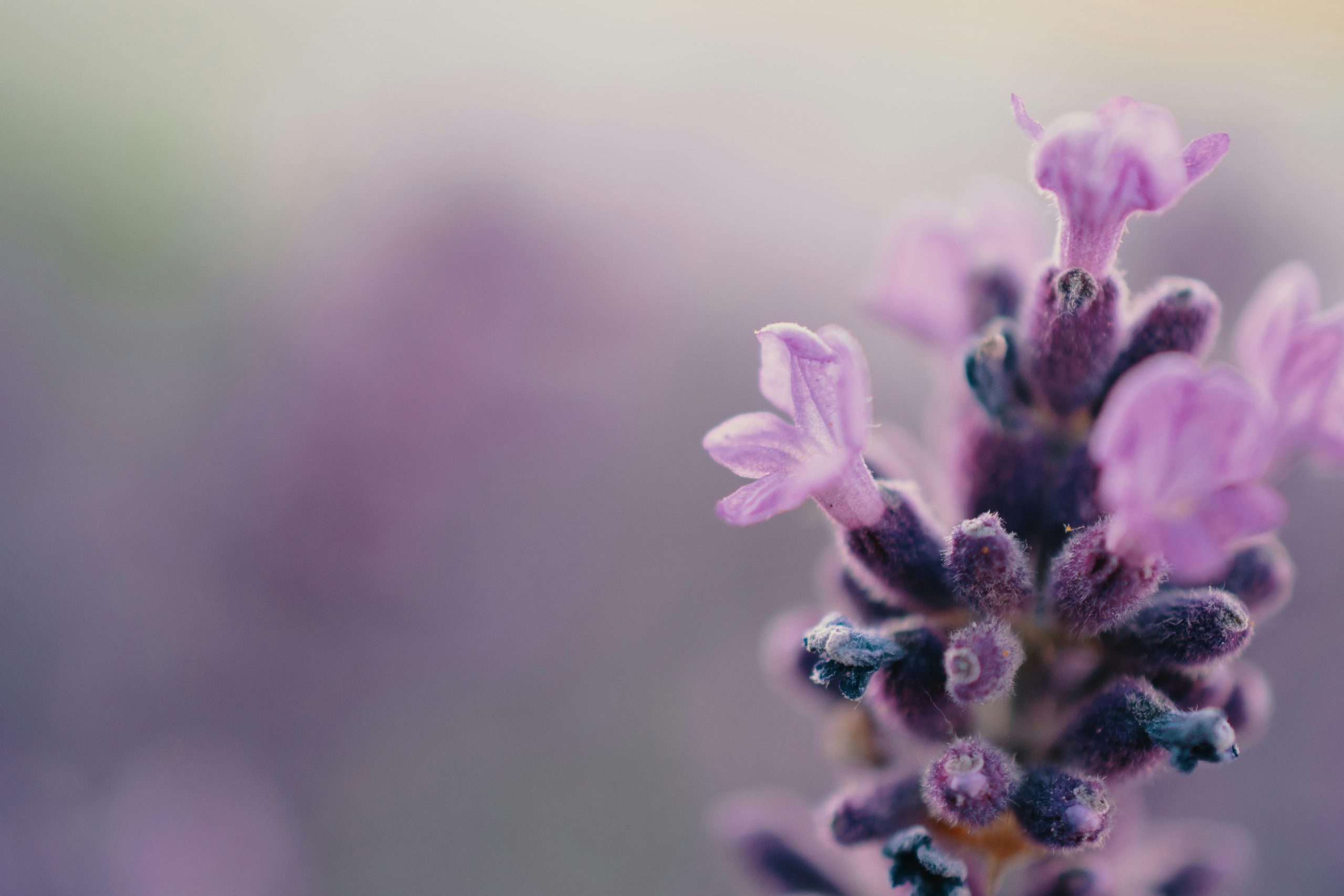 Growing Stages of Lavender From Seed to Full Bloom