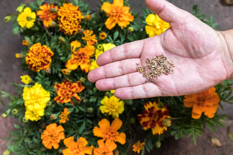 How Long Do Marigold Seeds Take to Germinate Complete Guide to Speedy and Successful Growth