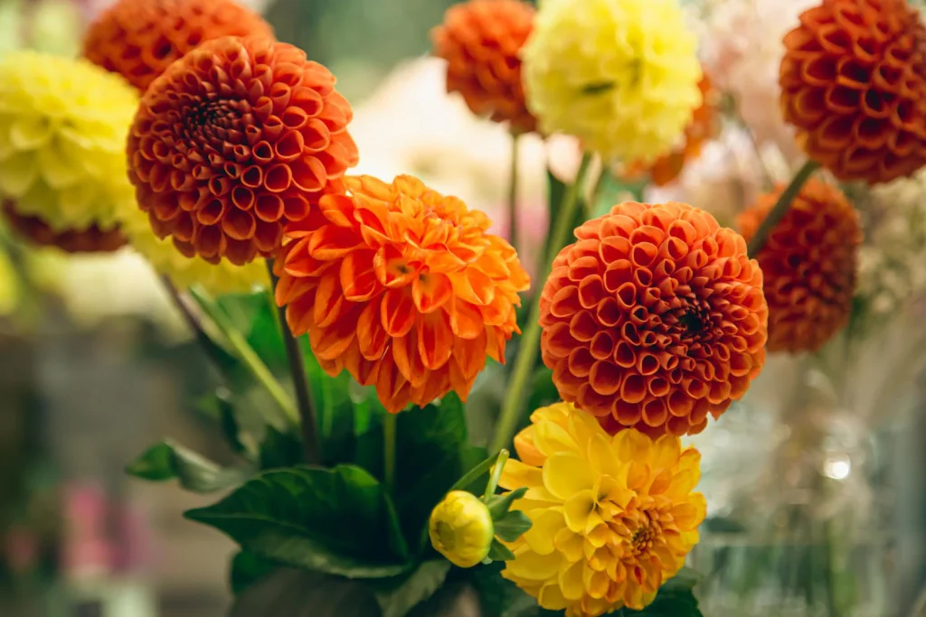 How Long Do Marigolds Last Lifespan, Bloom Duration & Care Tips