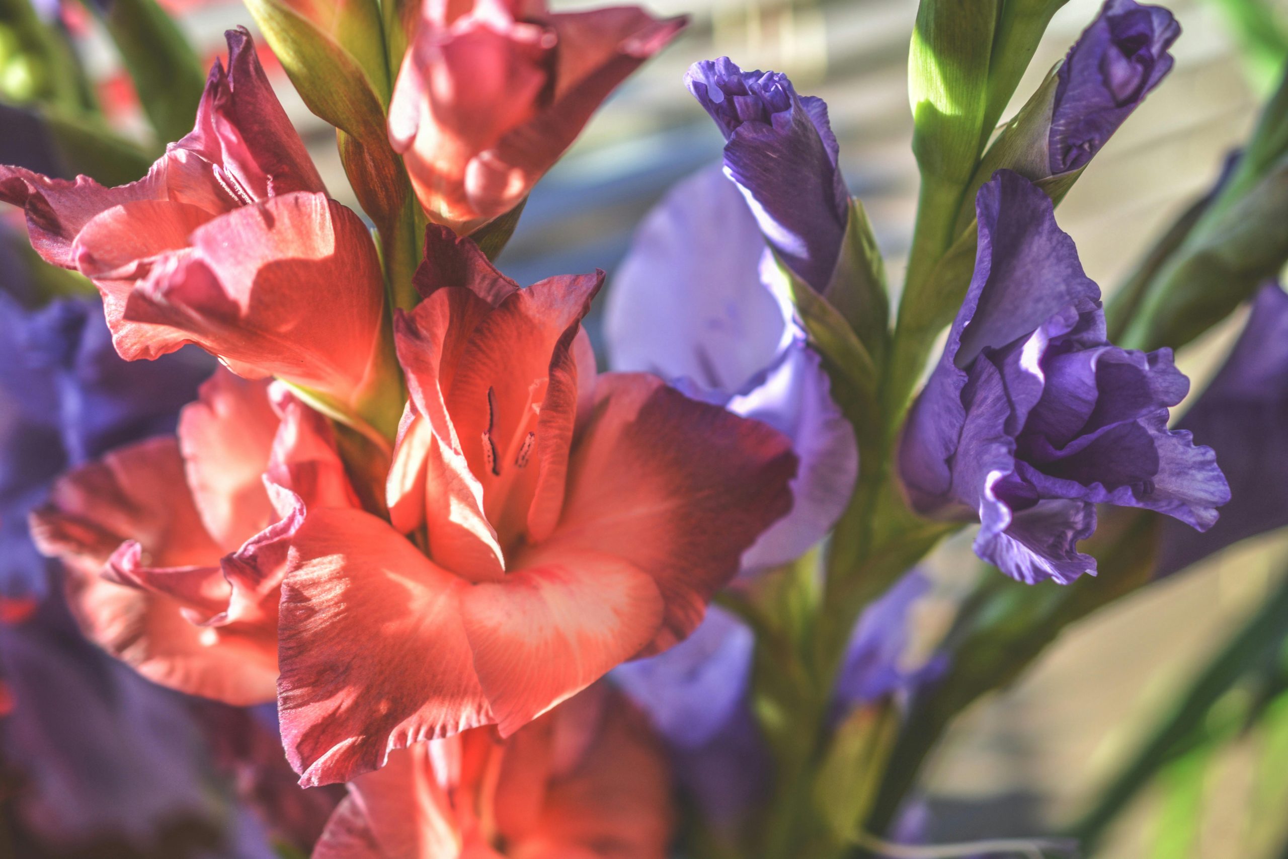 How to Grow Gorgeous Gladiolus Flowers Planting and Care Guide