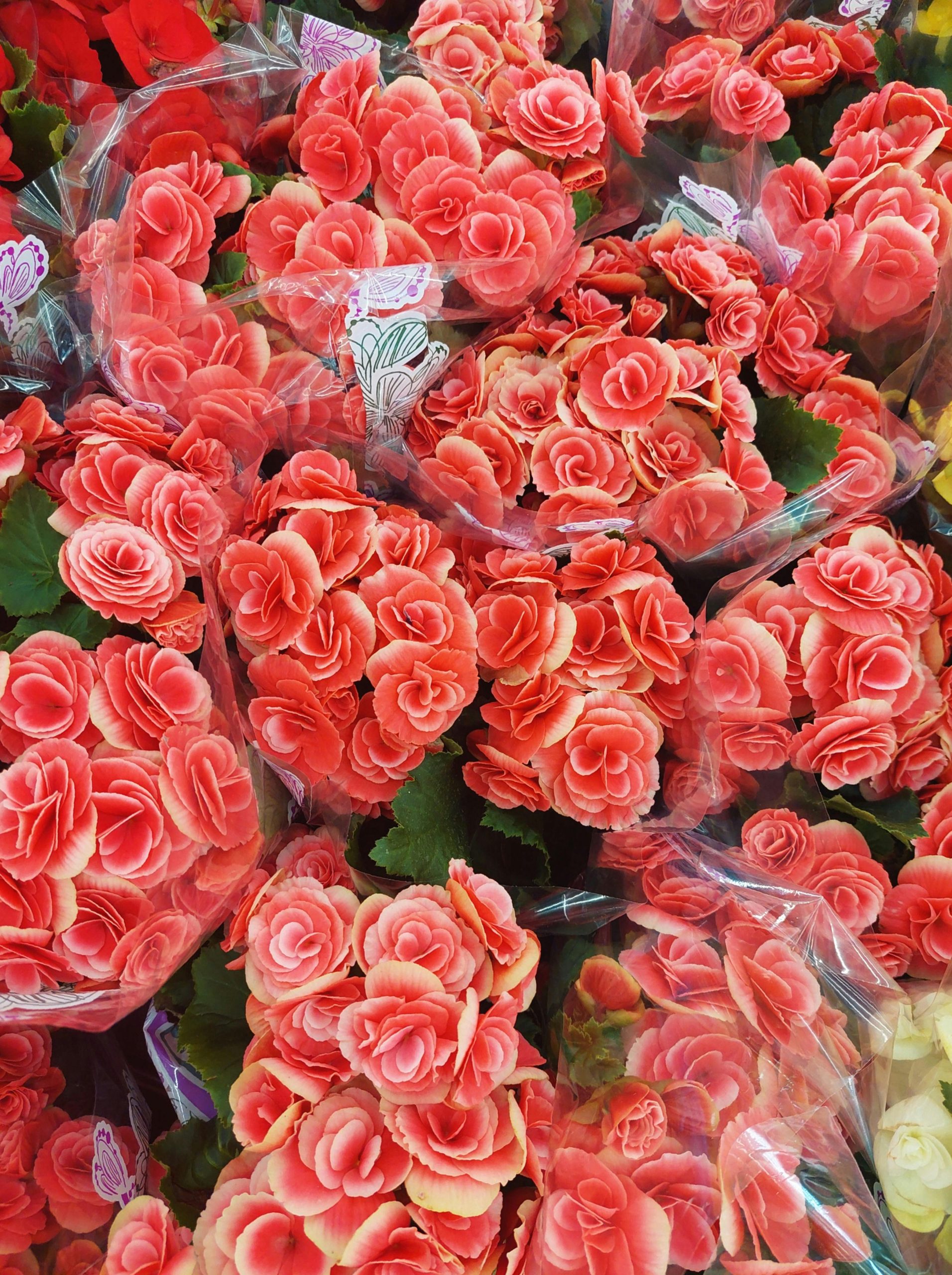 How to Grow and Care for Beautiful Begonias Indoors