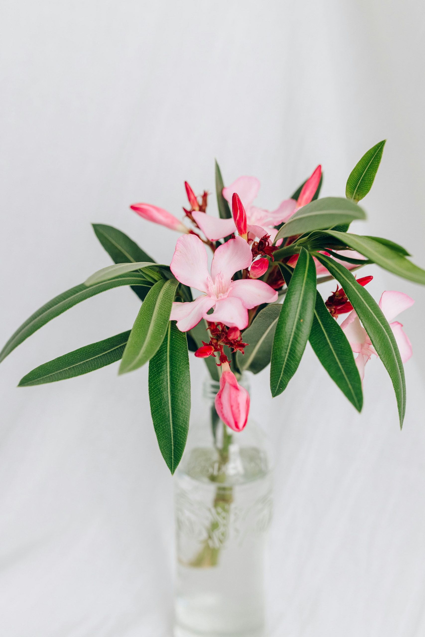 How to Grow and Care for Oleander Plants Successfully