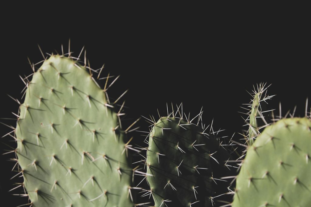 How to Grow and Propagate Opuntia Cactus in Your Garden