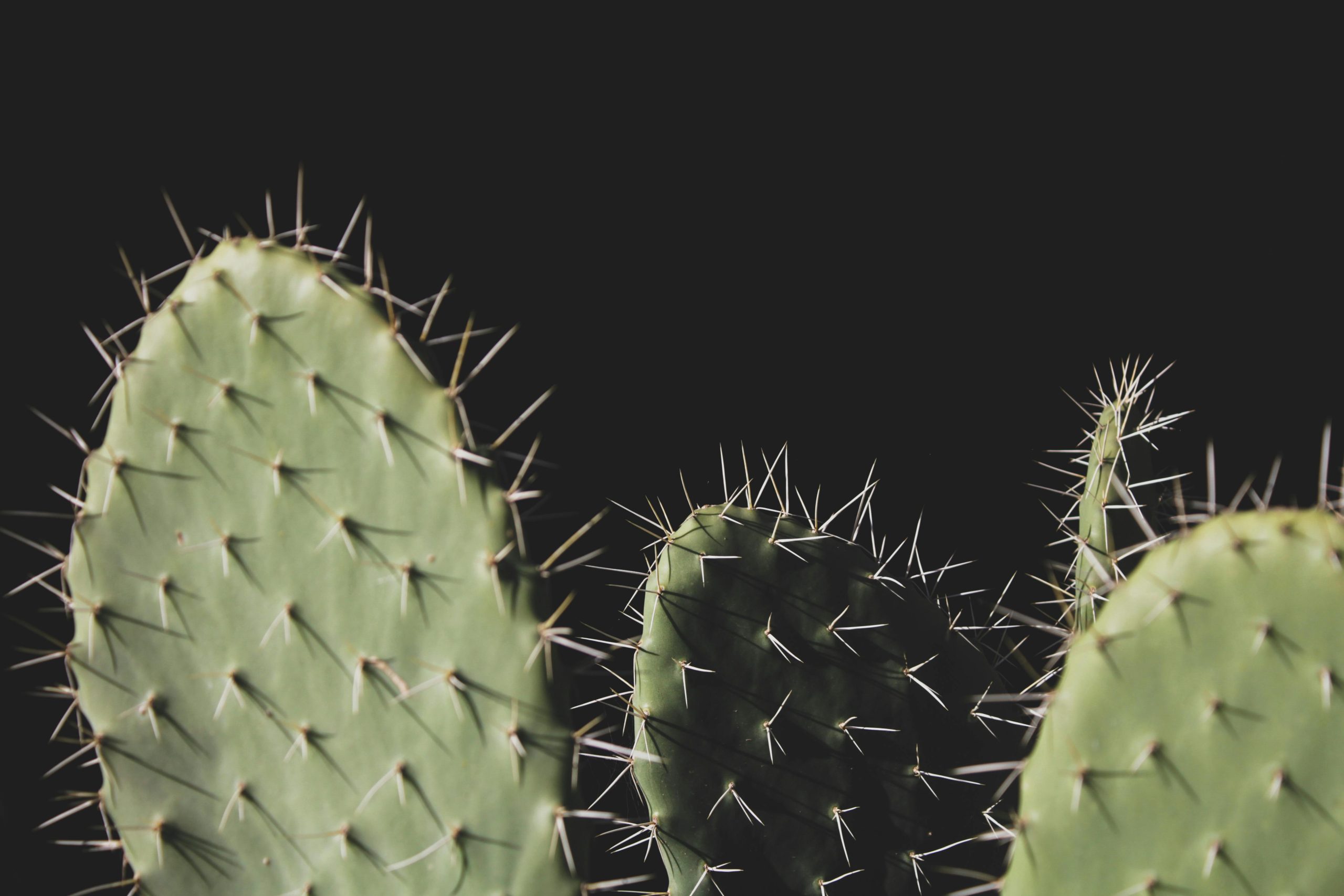 How to Grow and Propagate Opuntia Cactus in Your Garden