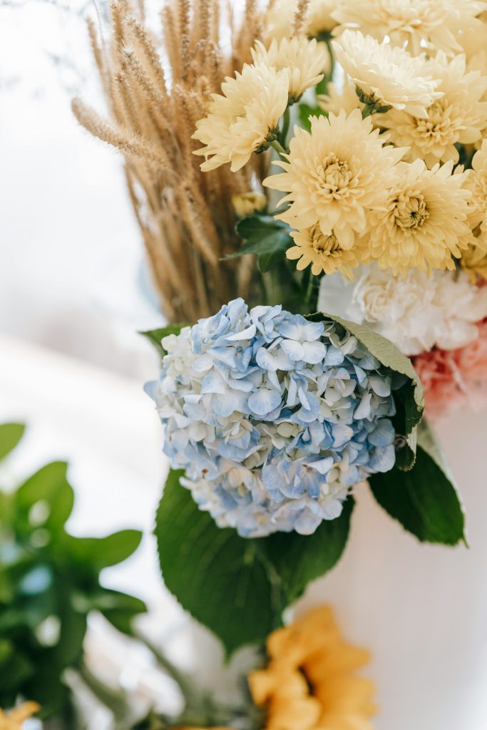 Hydrangea Topiary Care Guide Growing and Pruning Tips