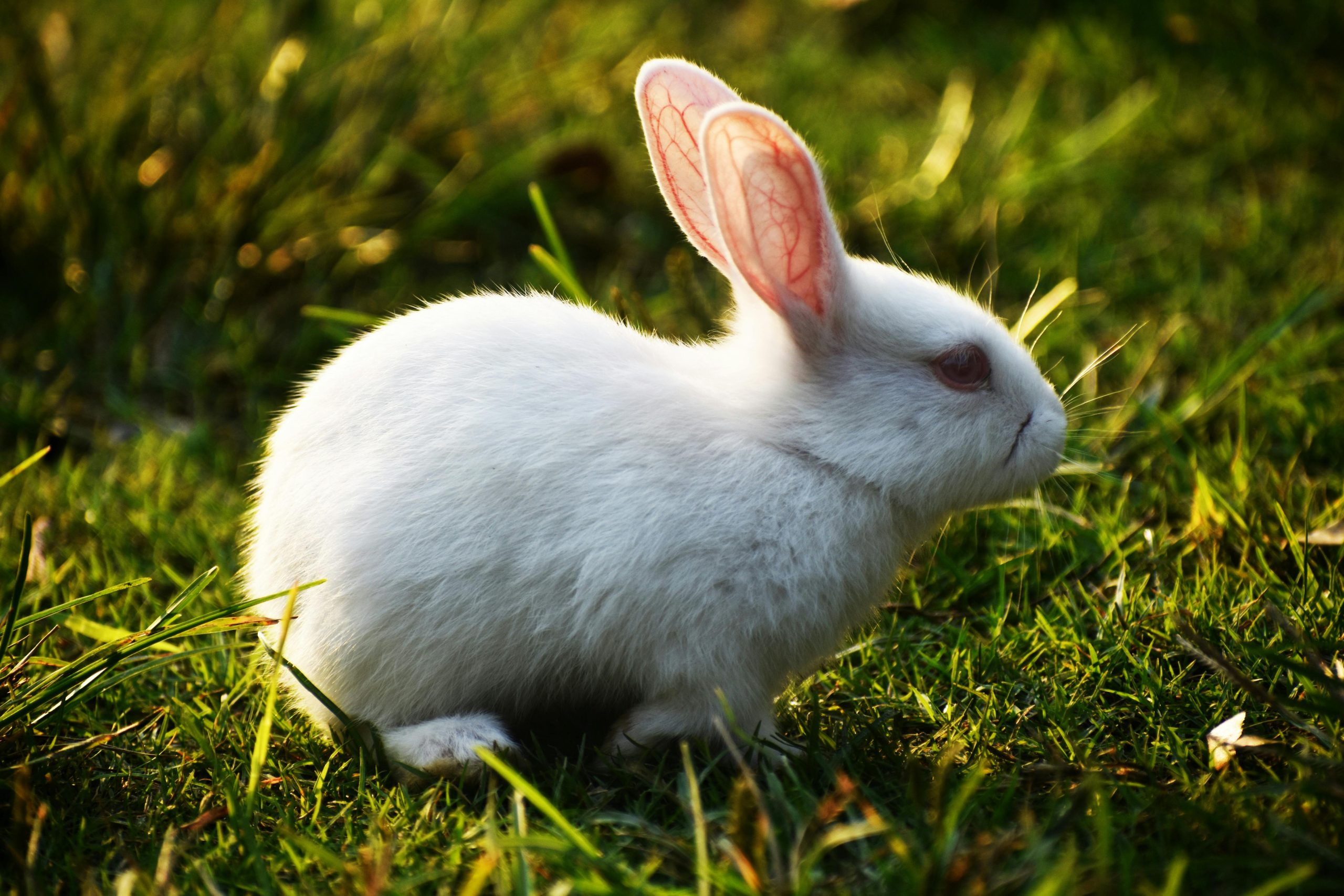 Is Sage Safe for Rabbits What You Need to Know