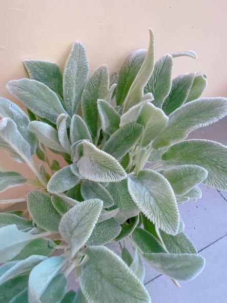 Lamb’s Ear Plant Uses Growing and Care Guide