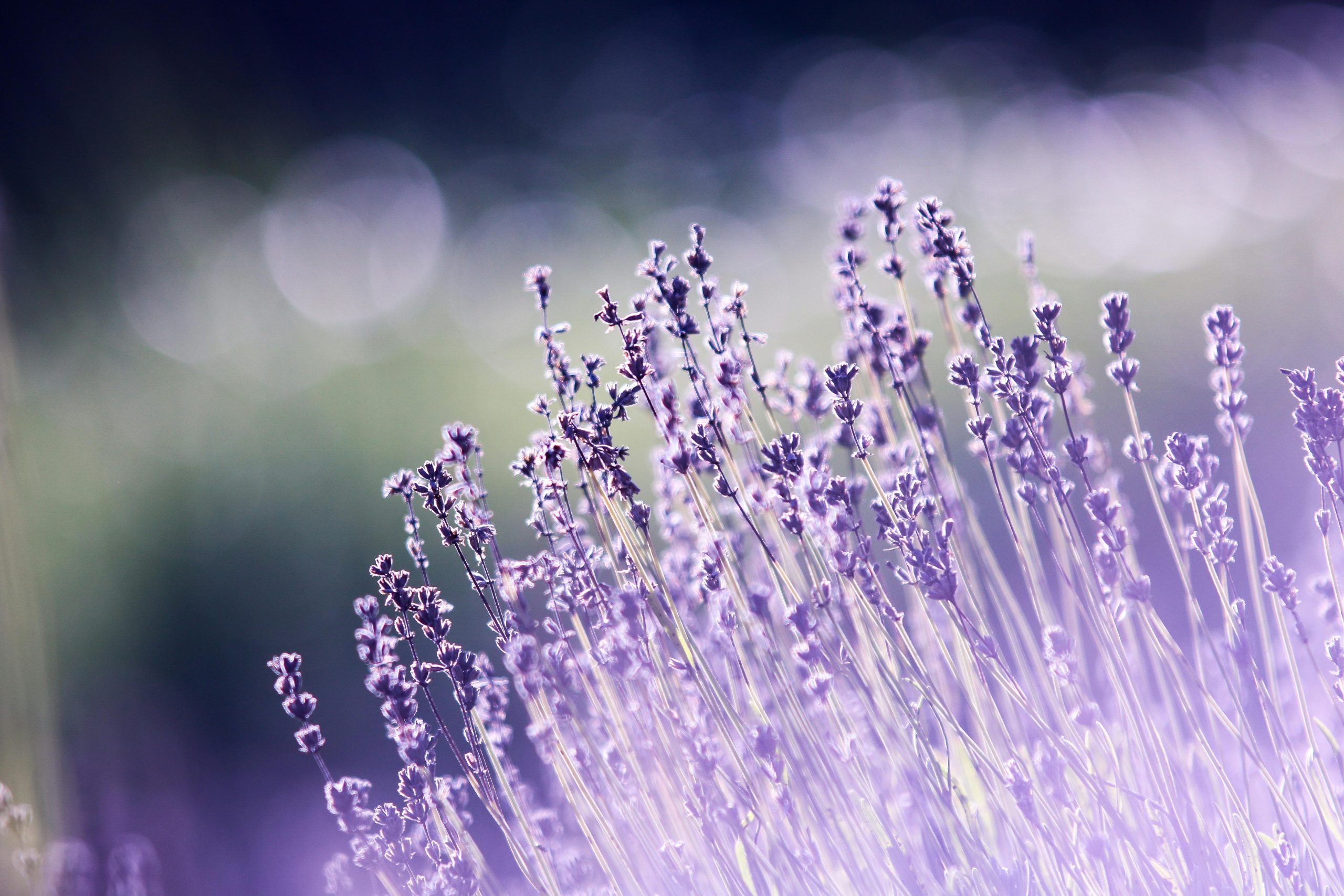 Lavender Plant Life Cycle From Seed to Bloom