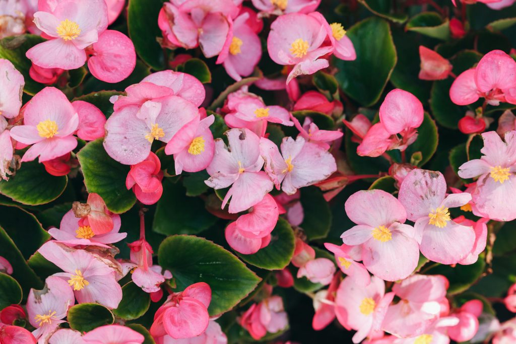 Meaning of Begonia Flower Symbolism and Cultural Significance