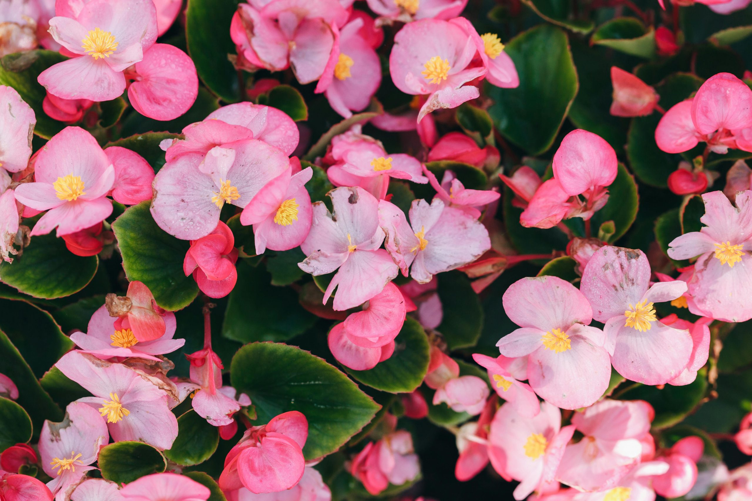 Meaning of Begonia Flower Symbolism and Cultural Significance