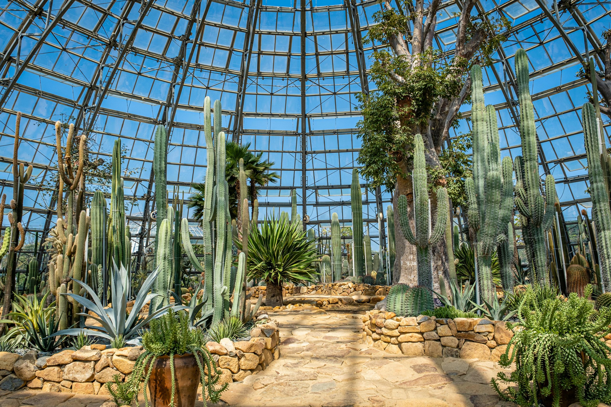 Modern Desert Landscape Front Yard Ideas You’ll Love